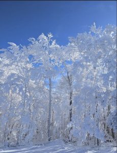 34 																																																									Snowy Trees	Tammy JedraOnondaga