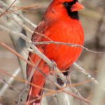 55 																																																																																											
Shining in the January Sunshine																																																																																														Carol Sears																																																											Onondaga