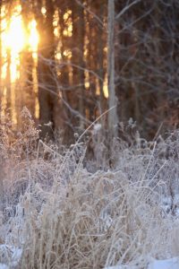 30Morning SunriseJulie BarneyOneida County