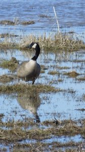 3Reflections Kate Elstad  Seneca County