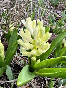 41 					Yellow HyacinthElizabeth Handler	Onondaga