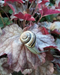 8 Summer SnailHolly Zinszer Onondaga County