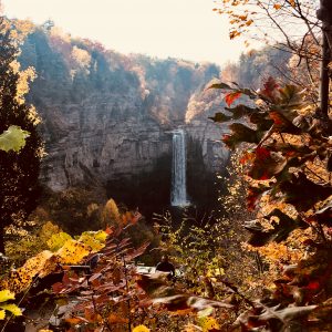 104 Leaf peepingMaria LeGacy Tompkins County