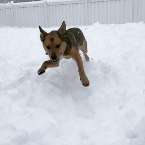 5Dog Days of Winter John Lukach Cortland County