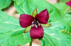 43 						Red Trillium	Peter AndrusyszynOnondaga