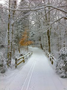 109 Ski trail with beech treeHelen MacGregor Onondaga County