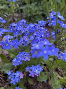 105Forget Me Not John Wikiera Oneida County