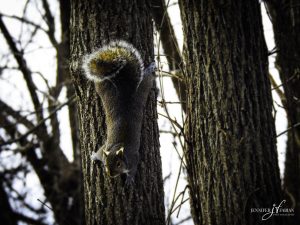 10Winter Ear TuftsJen FabianOnondaga County