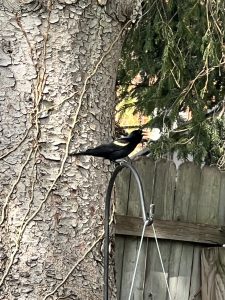 54 								Yellow Wing Blackbird?Melinda PartrickOnondaga