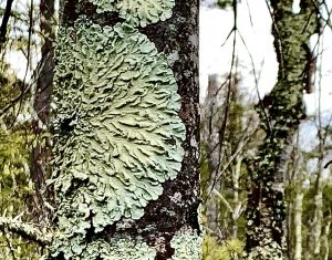 37Lichen at Labrador PondBarrie Gewanter Onondaga County