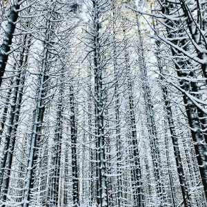 100 Winter SoldiersLynn Harvey-Cantone Onondaga County