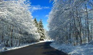 26Snow covered treesChris Mauro Onondaga County