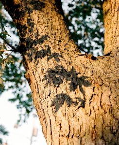 18Fall Shadows Joey Lioto Onondaga County