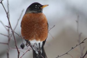 76 Nature at its bestSister Eleanore Therese Vargas, OSF Onondaga County