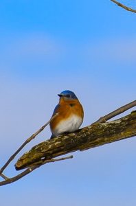 50Oh Blue Bird welcome back, again.Denise Driscoll Cayuga County