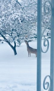 99 Deer by the TreeMary Beth W. DiMarco Onondaga County