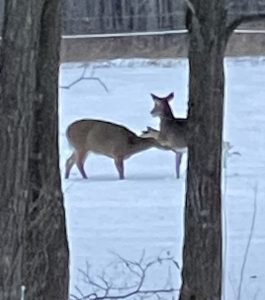 6 																																																	Deer at PlayRobert Buck	Chenango