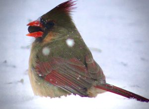 8 			Ms Cardinal	Elizabeth LaMayMadison