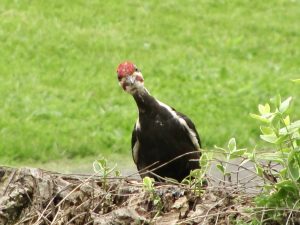 62 Woody The Pileated Woodpecker Nancy Marcellus Onondaga County