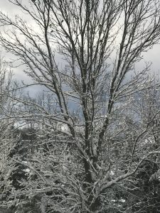 15Sugar coated trees Karen Pauly Onondaga County