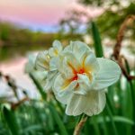 39 																																																																																											
Narcissus Blooms in the Spring Sunset																																																																																																																				Heather Dzimitrowicz																																																																													Onondaga