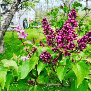 57Lilacs! Elizabeth Handler  Onondaga County