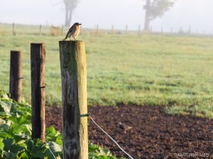 87Foggy Morn Carol Sears Onondaga County