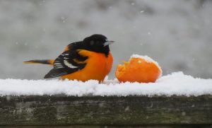 40Spring snow Lori Sherman Onondaga County