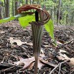 41 																																																																																Jack in the Pulpit																	Jim Buchanan																Onondaga