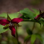 5 																																																																																											
Rare Red Trillium																																																																																																Coleen Foley																																																												Tompkins