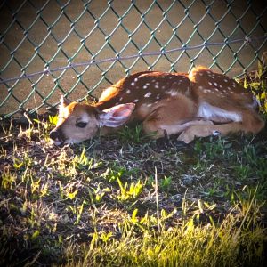 73Sweet little fawn Lisa Sweeting  Herkimer County