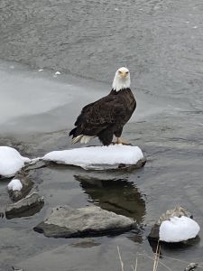 85Fishing on the riverCheryl BryanCortland County