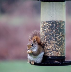 7Spicy Squirrel Kimberly Ward   Oswego County