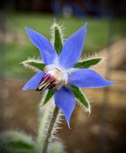 21Borage Bloom Amanda Todt Oswego County