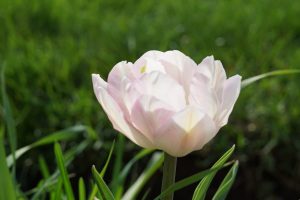 70April Showers Bring May FlowersJohn Lukach Cortland County