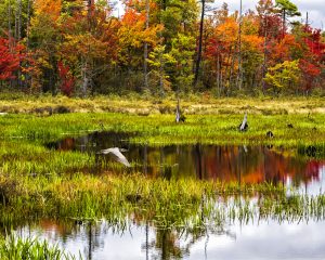 56A roadside scene driving through the Adirondacks.Laurel Haller Herkimer County