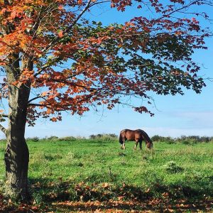 31Fall Foal-iageRebecca Carr Cayuga