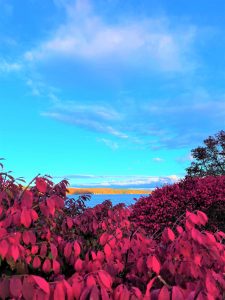 58Burning Bushes over Cazenovia LakeCynthia Bell Madison