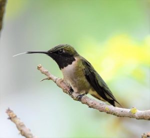 12Hungry HummingbirdCindy Bevan Onondaga County