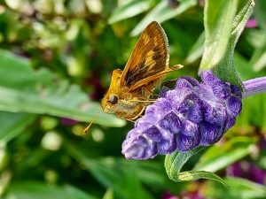 42Backyard ButterflyAngelina Lynch Onondaga County