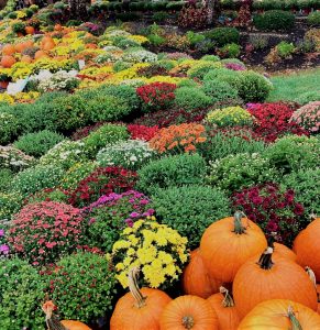 58Mums for Sale Cindy Bell Onondaga County