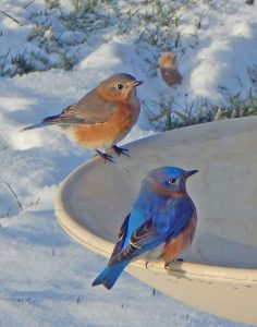 40Winter BluebirdsMarshall HandfieldWayne County