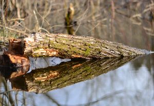 48Busy As A Beaver Patrick Varley Onondaga County