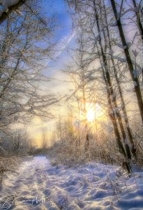 18Snowy backyardSusan Campbell Oneida