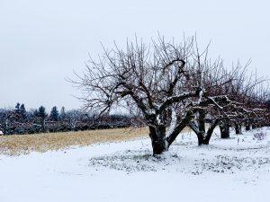 23Apple trees in the snow Elijah Haines  Onondaga County