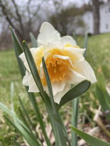 53Daffodils mean Spring has sprungElizabeth Handler Onondaga County