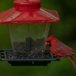 16 																																																																																										A Cardinal at a Matching Feeder																																				Timothy Kane																									Onondaga