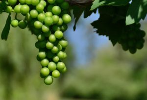 82Cayuga Vineyard Patrick Varley Cayuga County