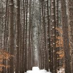 16 																																																																																											
Wintery Forest Cathedral																																																																							Rebecca Corbin																																															Ontario