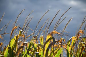 2Corn in FallLeslie Kraus Cayuga